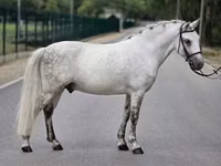 Hengst, Falabella — Foto 3
