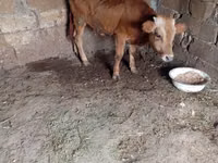Toro, Ganado vacuno — foto 4