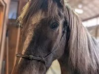 Horse (M), Palomino — photo 4