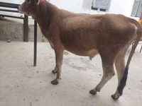 Cattle (batch, sex not specified), Cattle — photo 3