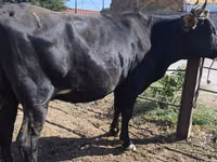 Cow, Holstein breed — photo 4