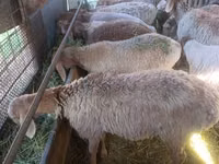 Schaf, Arashan sheep — Foto 2