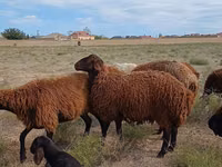 Widder, Karakul sheep — Foto 4