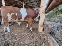 Bull, Simmental cattle — photo 2