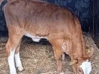 Rinder (Partie, Geschlecht nicht angegeben), Simmental cattle — Foto 2
