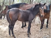 Horses (batch, sex not specified), Karachay horse — photo 6