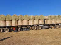 Eragrostis bales - Round / Big (For Sale) — foto 1