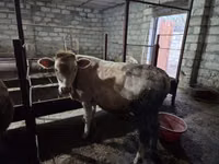 ثور, السلالة الحمراء المنقطة — الصورة 2