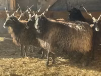 Oveja, Racka sheep — foto 2