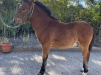 Horse (M), Welsh Cob — photo 1