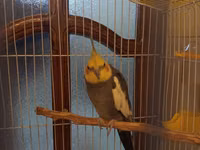 Nimfa (cockatiel) tutuquşu və qəfəs dəsti - Növ: Nimfa tutuquşu — photo 3