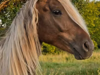 Horse (M), Friesian — photo 4