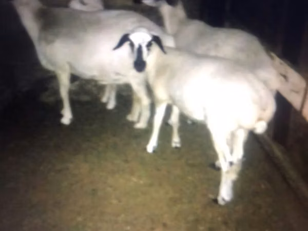 Cabras (lote, sexo no especificado), Cabras