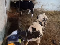 Vaca, Ganado vacuno — foto 2