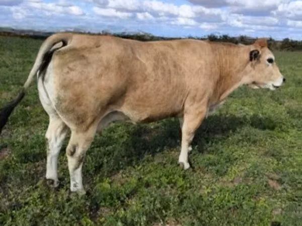 Bull, Partenaise cattle