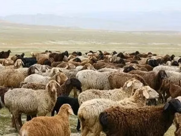 Ram, Sheep