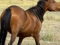 فرس, Tatar horse — الصورة 1