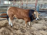 सांड, Partenaise cattle — फ़ोटो 1