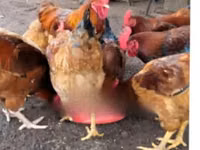 Shamo chickens — photo 4