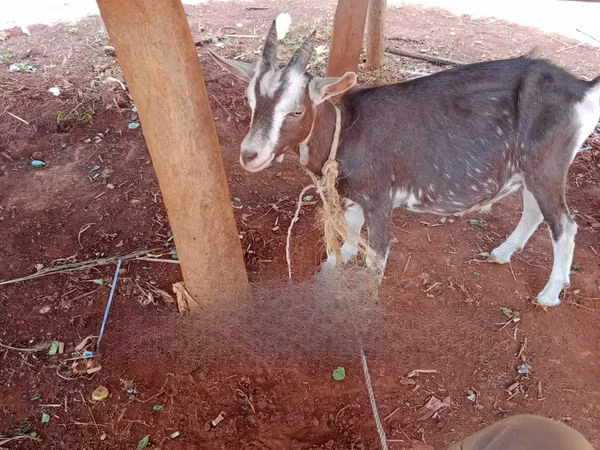 Goats (batch, sex not specified), Goats