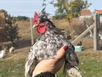 Chickens — 照片 5