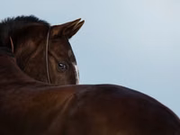 Mare, Akhal-Teke — photo 1