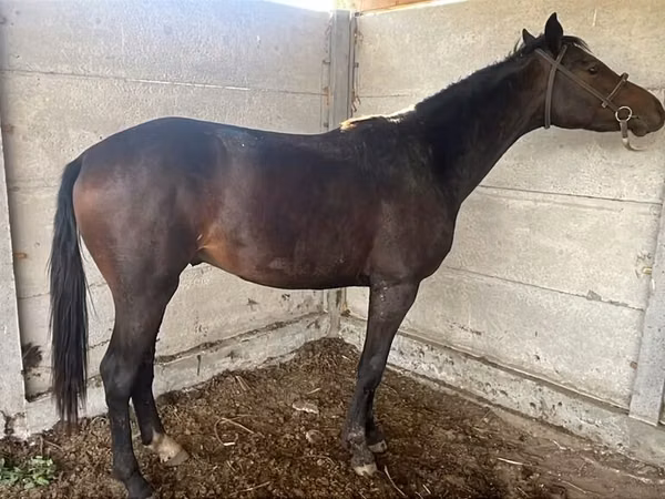 Yegua, Friesian sport horse