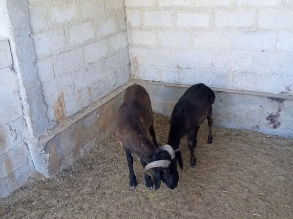 Carnero, Ovejas