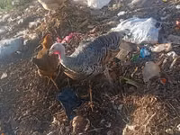 Turkeys — फ़ोटो 2