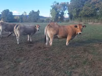 Vaca, Partenaise cattle — foto 2