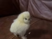 Silkie — photo 1
