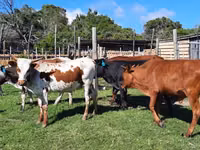 母牛, Nguni cattle — 照片 1