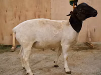 Ram, Dorper sheep — photo 1