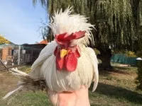 Chickens — 照片 8