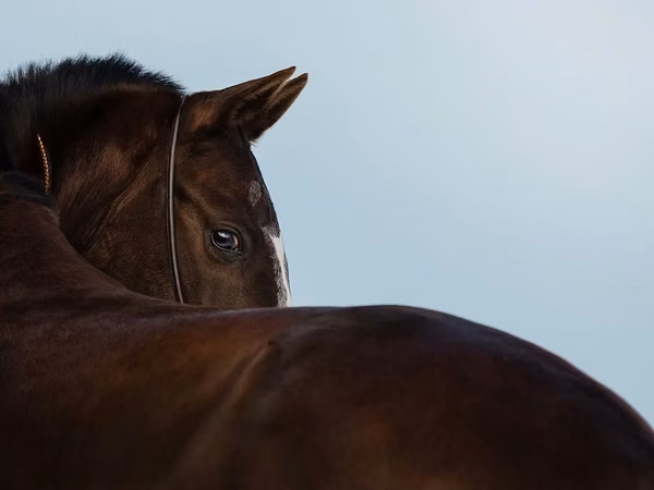Mare, Akhal-Teke