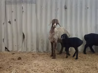 भेड़, Arashan sheep — फ़ोटो 5