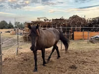 Horse (M), Hucul pony — photo 1