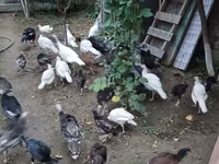 ब्रॉन्ज़ — फ़ोटो 8