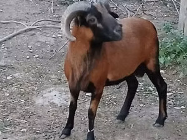 Widder, Cameroon sheep