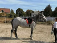 Mare, Horses — photo 5