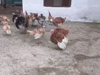 Turkeys — foto 2