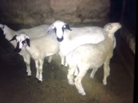 Cabras (lote, sexo no especificado), Cabras — foto 2