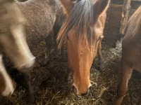Stute, Kustanai horse — Foto 2