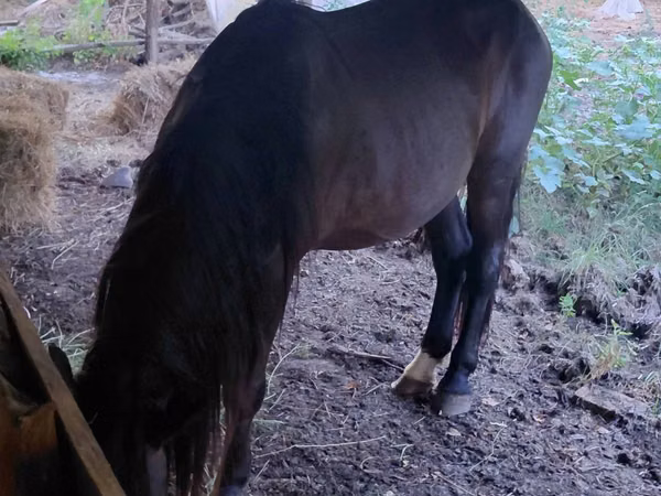 Horse (M), Horses