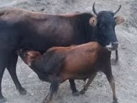 Cow, Cattle — photo 1
