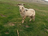تيس, الماعز — الصورة 3