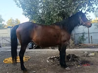 Mare, Horses — photo 1