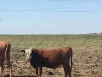 Toro, Raza Kalmyk — foto 2