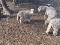 公羊, Sheep — 照片 3