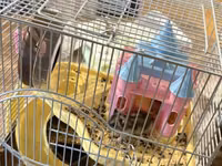 2 eded hamster qefesi ve apilkasi ile birlikde verirem qefes baha — الصورة 2